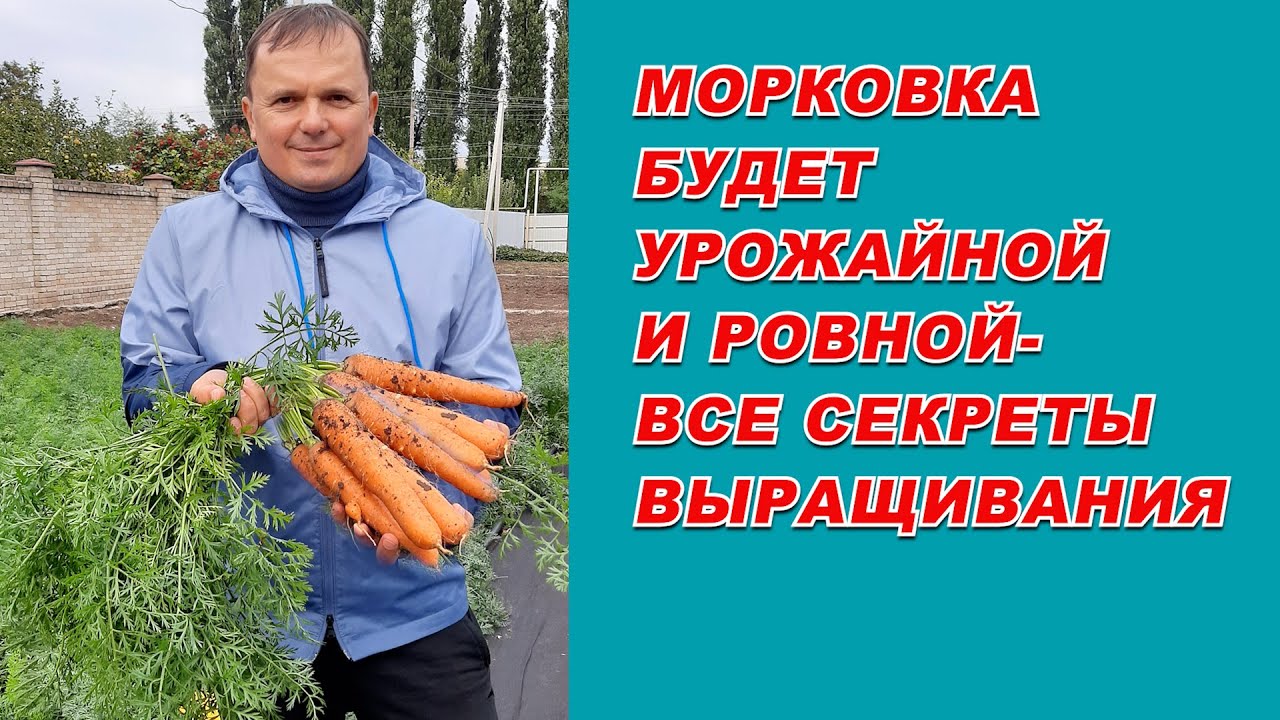 Выращивание урожайной морковки от 