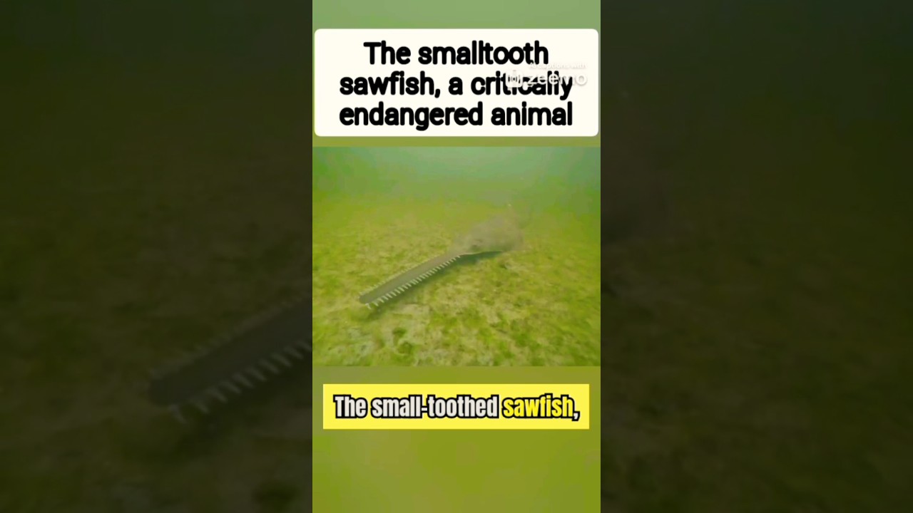 The smalltooth sawfish, endangered animal | #shorts