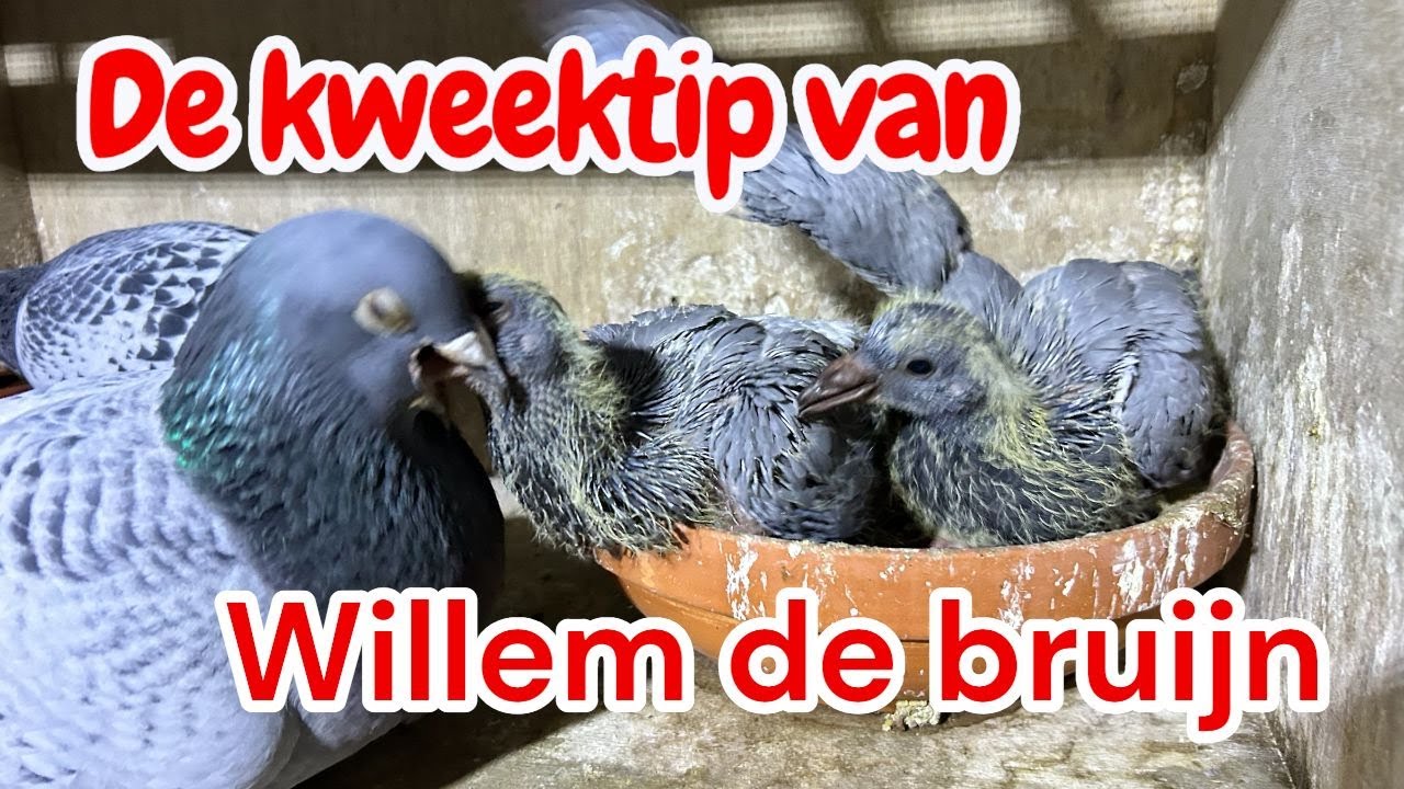 De Kweektip van Willem de Bruijn voor de Kwekers | Postduiven 2026 |