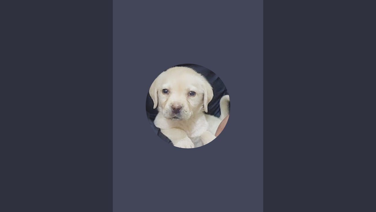 Smart  Pet Dog Victor  is live