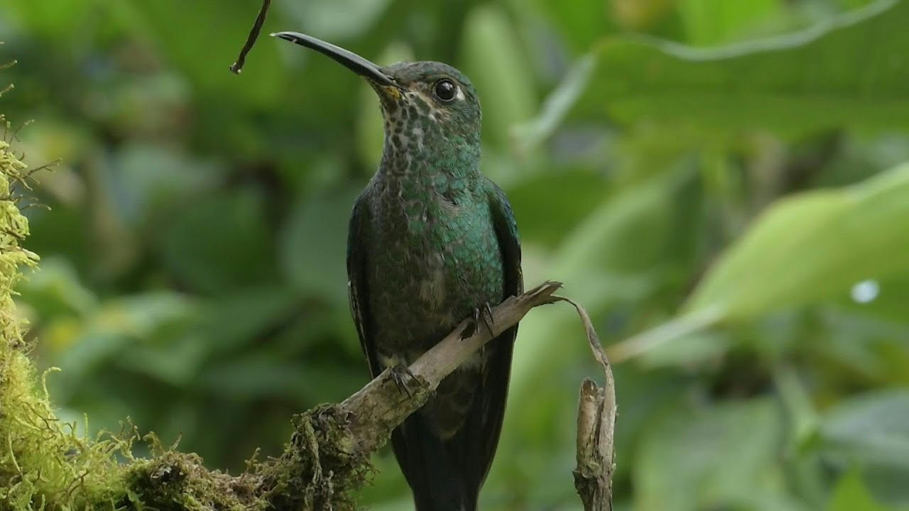 El Chocó Andino, campo de la batalla antiminera en la capital de Ecuador | AFP