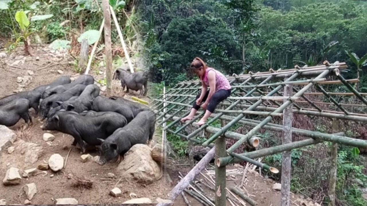 The girl built a small house in the forest all by herself and cooked pig feed.