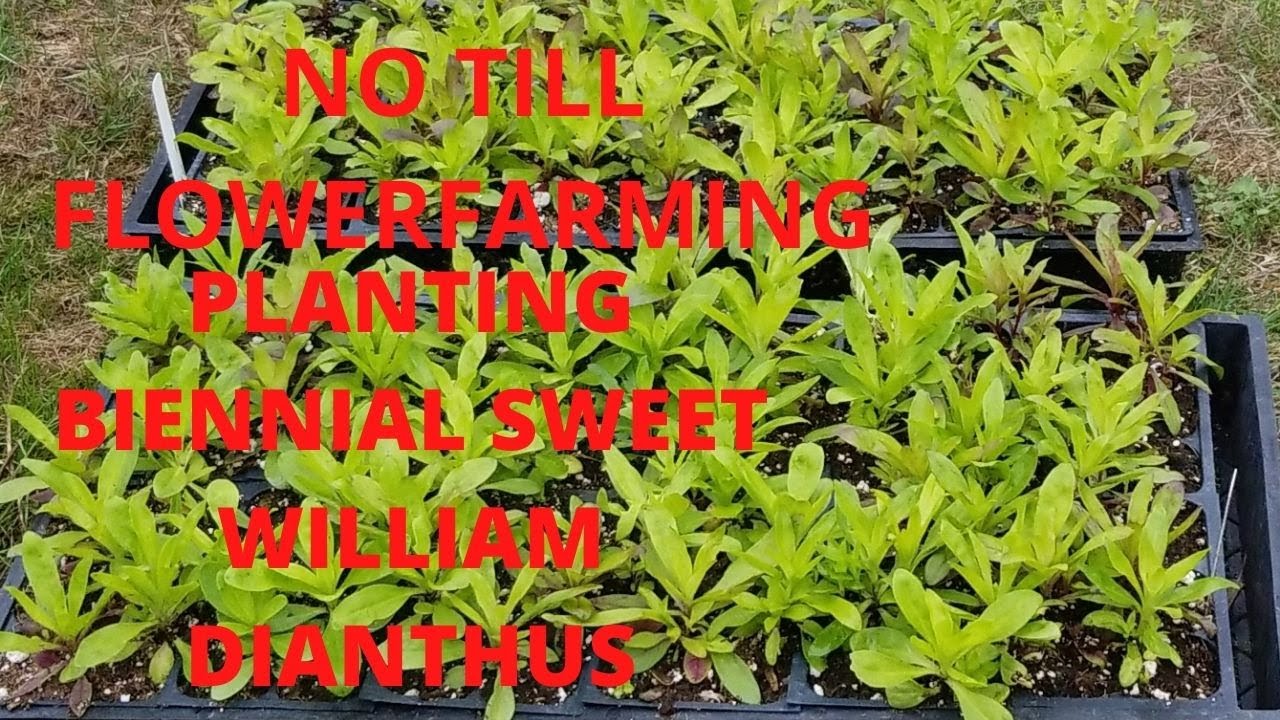 Planting Biennial Sweet William