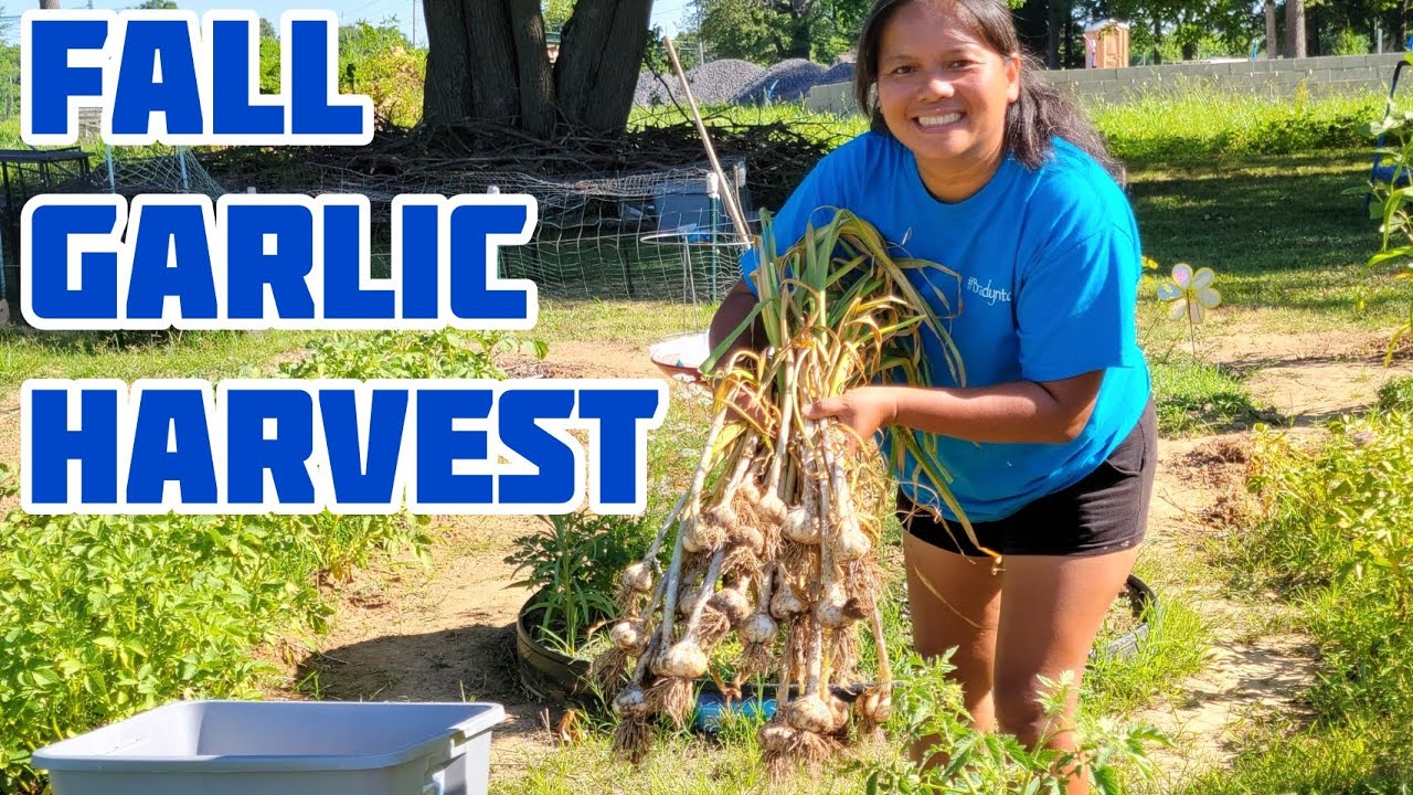 Fall Garlic Harvest 2022 | Gardening in Kentucky