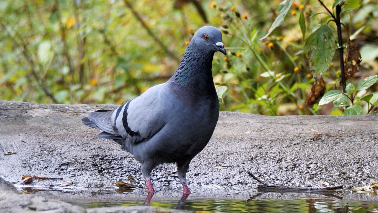 Rock Pigeon and its Call.