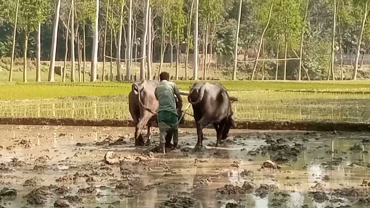 আধুনিকতার ছোয়ায় এখনো বেঁচে আছে পুরনো দিনের ঐতির্য্য। 