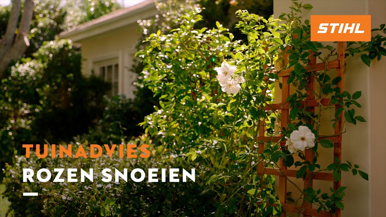 Rozen snoeien - STIHL Tuintips