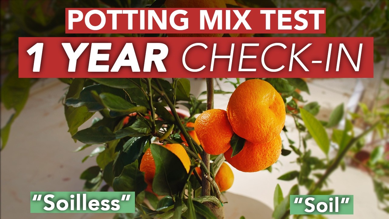 1 Year - Soil VS Soilless Potting Mix Test Mandarin Orange (PT.3)