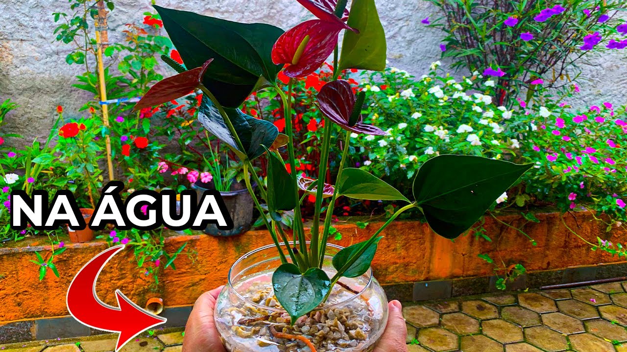 ANTÚRIO: COMO CUIDAR E CULTIVAR NA ÁGUA
