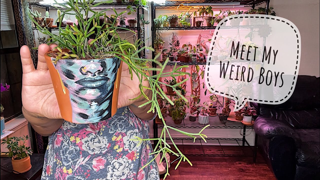 My Weird Plant Collection - My Epiphytic Cacti and Weird Succulents
