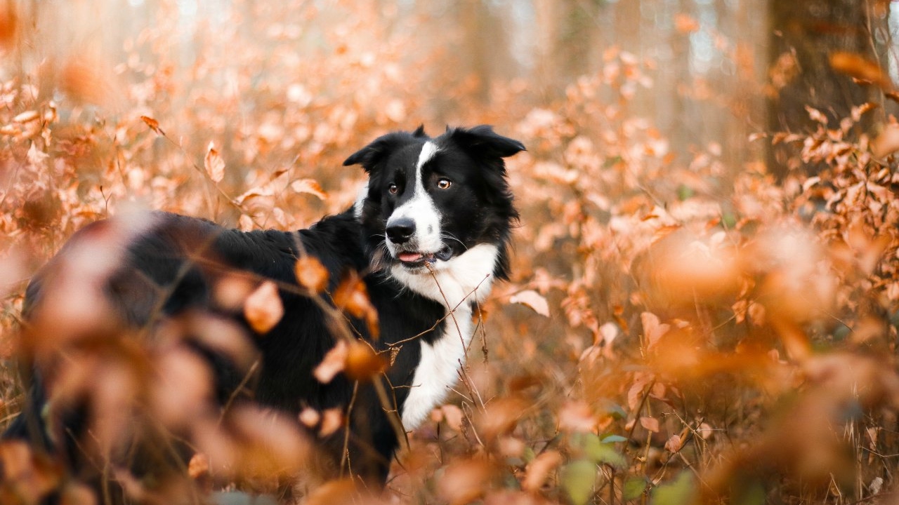 Fun, Love and Tricks • 9 months • Nayati Border Collie.