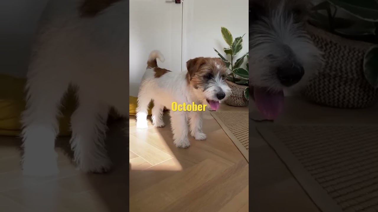 Obi The Jack through the months🐶 #jackrussell #หมา #dog #puppy #puppies#growth#shorts