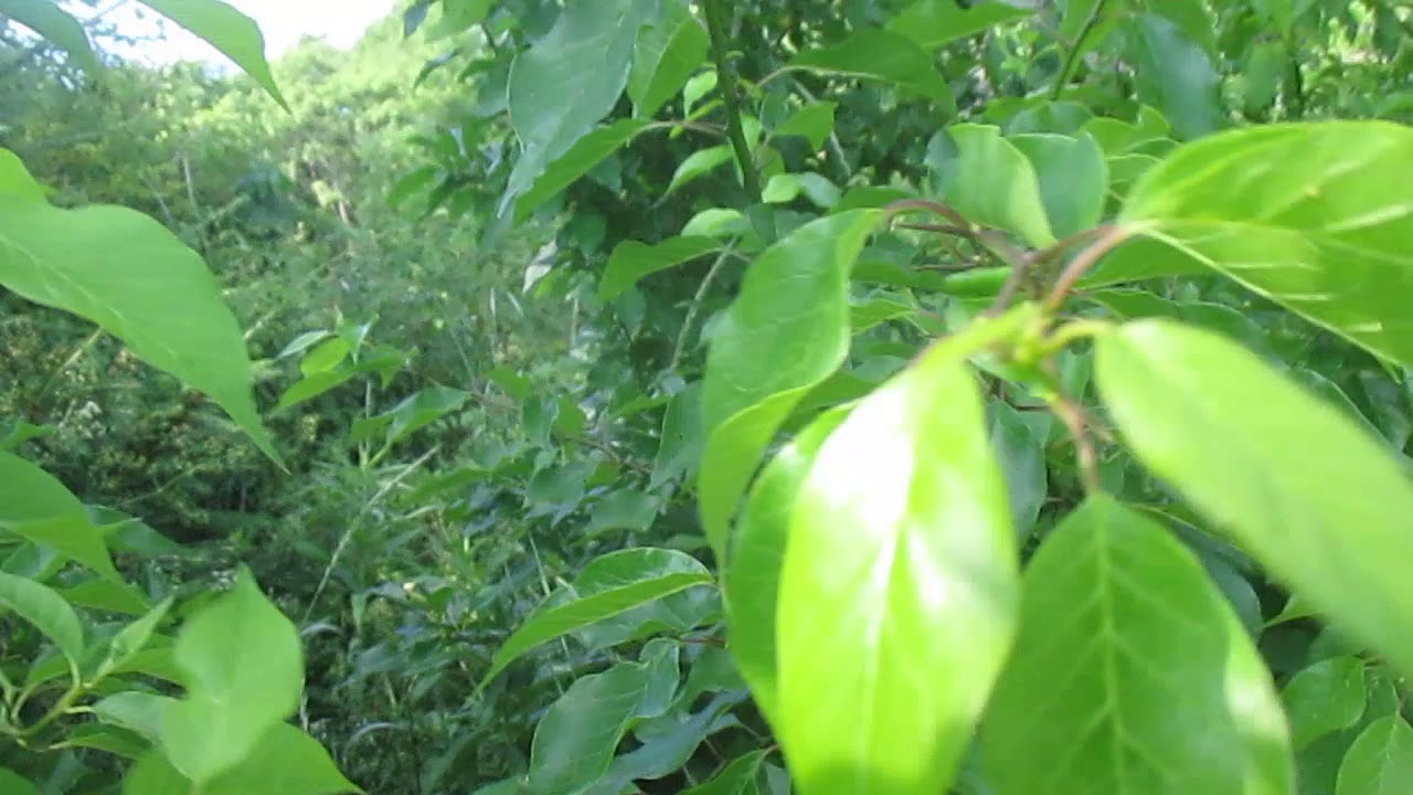 Growing Osage Orange
