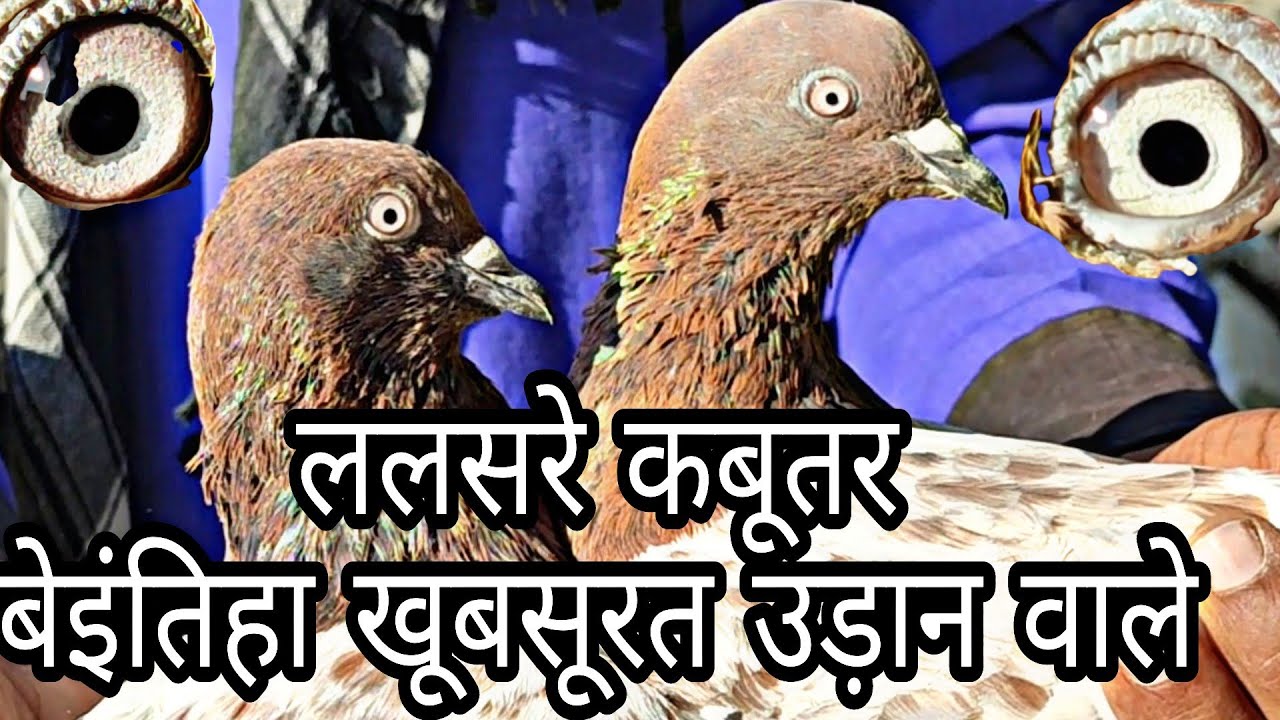 Ye Lalsare Kabootar Udaan Or Khubsoorati Ke Malik By Bhopal Pigeons