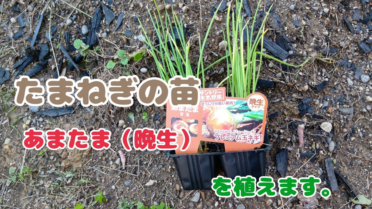 たまねぎ（晩生）を植える