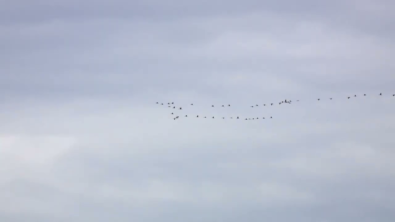 Kranichzug über dem Stölzinger Gebirge 2022. Ein Film von Arno Werner