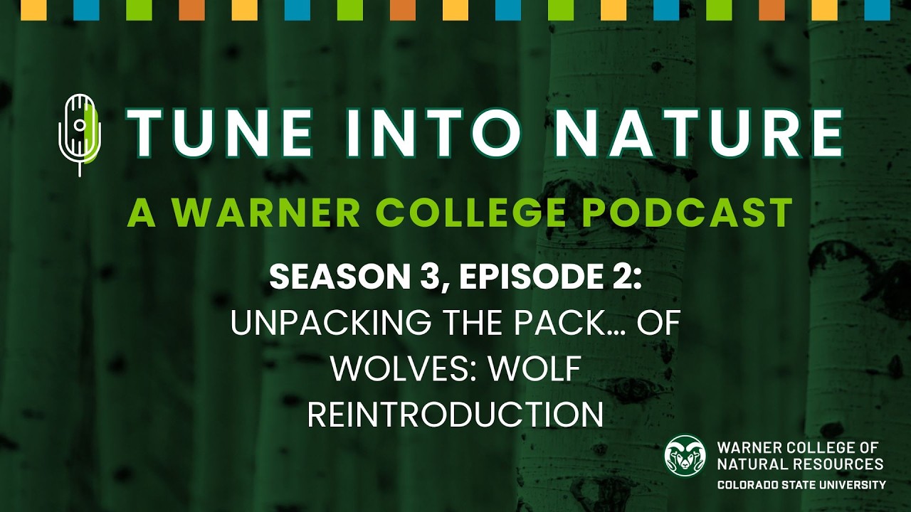 Tune Into Nature S3 EP2: Unpacking the Pack… of Wolves: Wolf Reintroduction