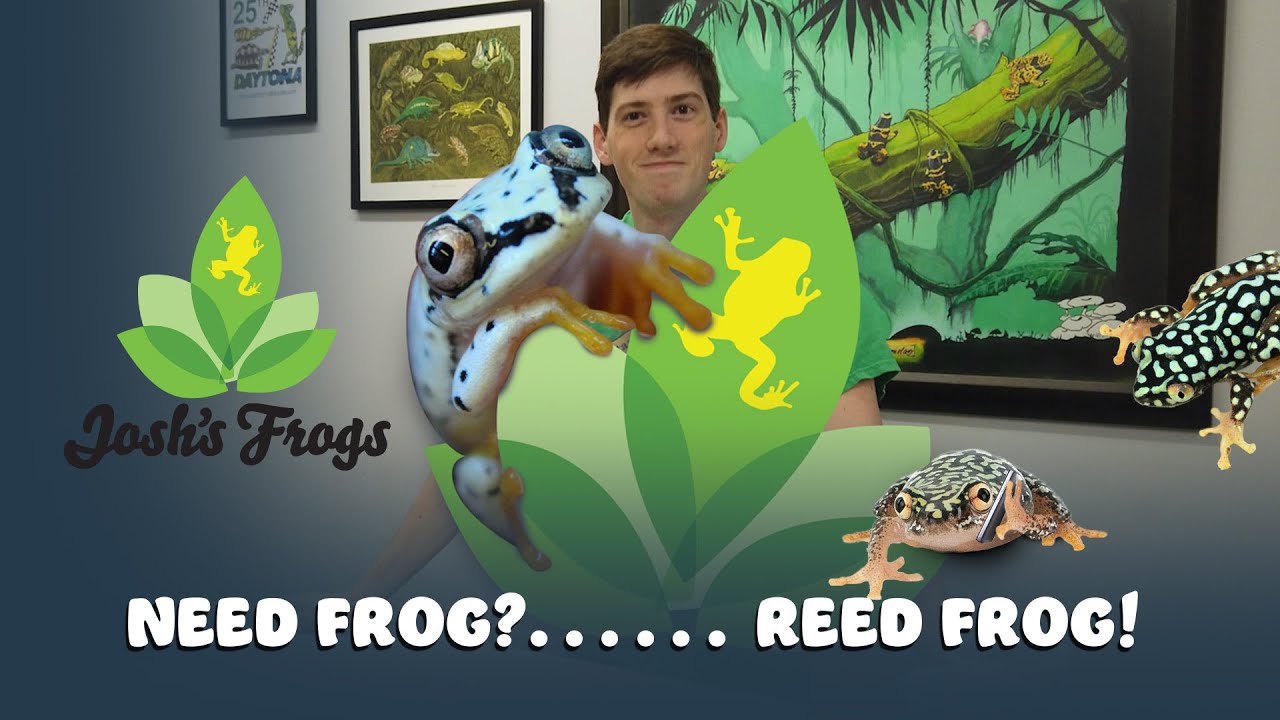 Need Frogs? Reed Frogs!