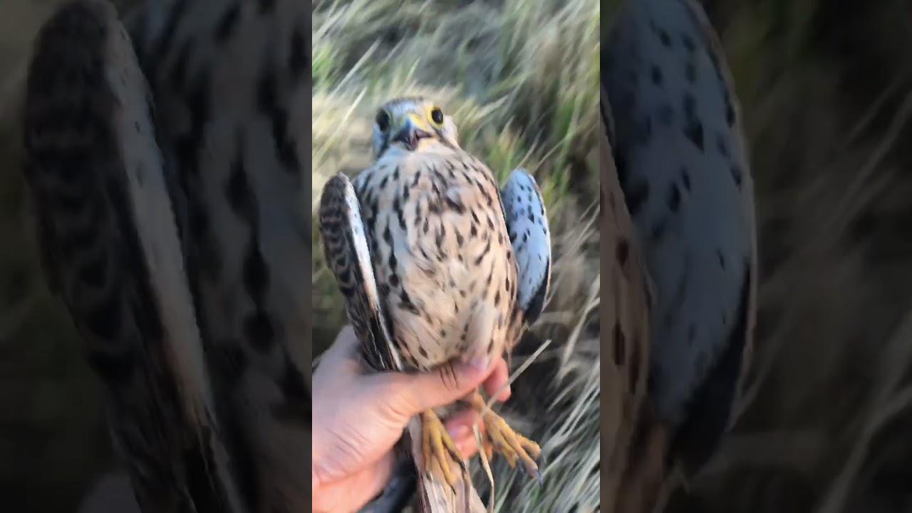 #shorts Trapping Wild Kestrel With A Bal-Chatri trap  #falconry #falcons #baychim #trapping