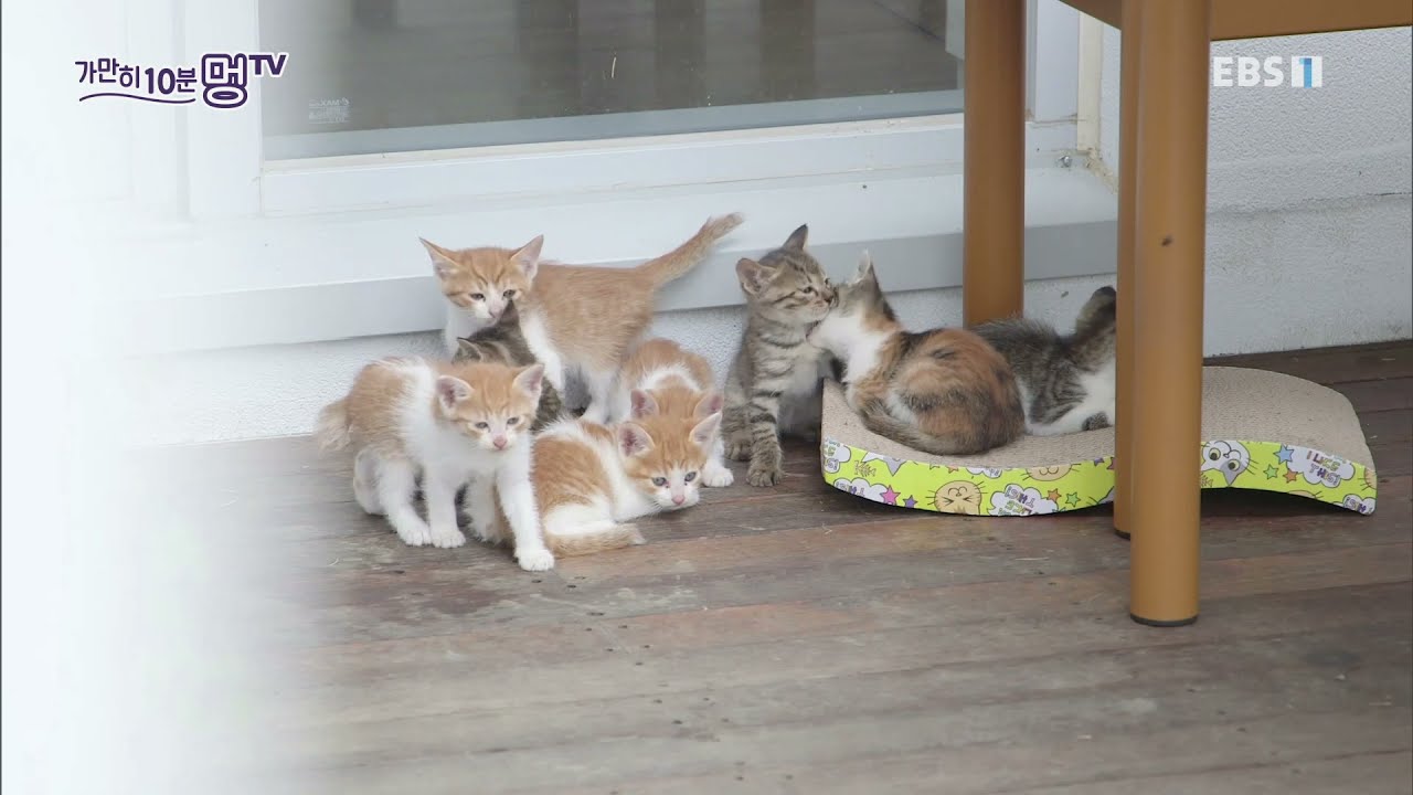 가만히, 10분 멍TV - 고양이 가족