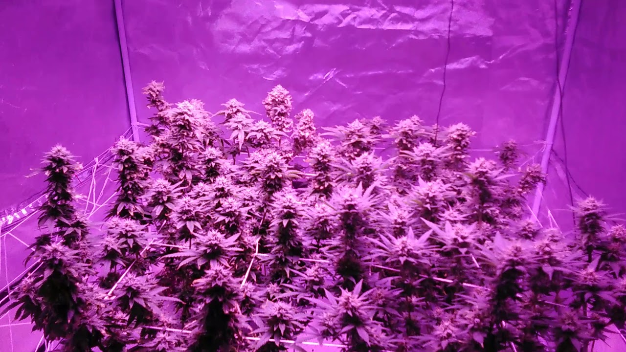 18+ trinity kush viparspectra 900 gaia green 4x4 scrog grow 48 days in flower