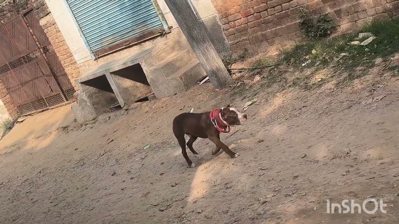 Panther &gressi ko ek sath bhar ghumana la gay gressi ki fight karvi 😈🧿 pihu bhr gi