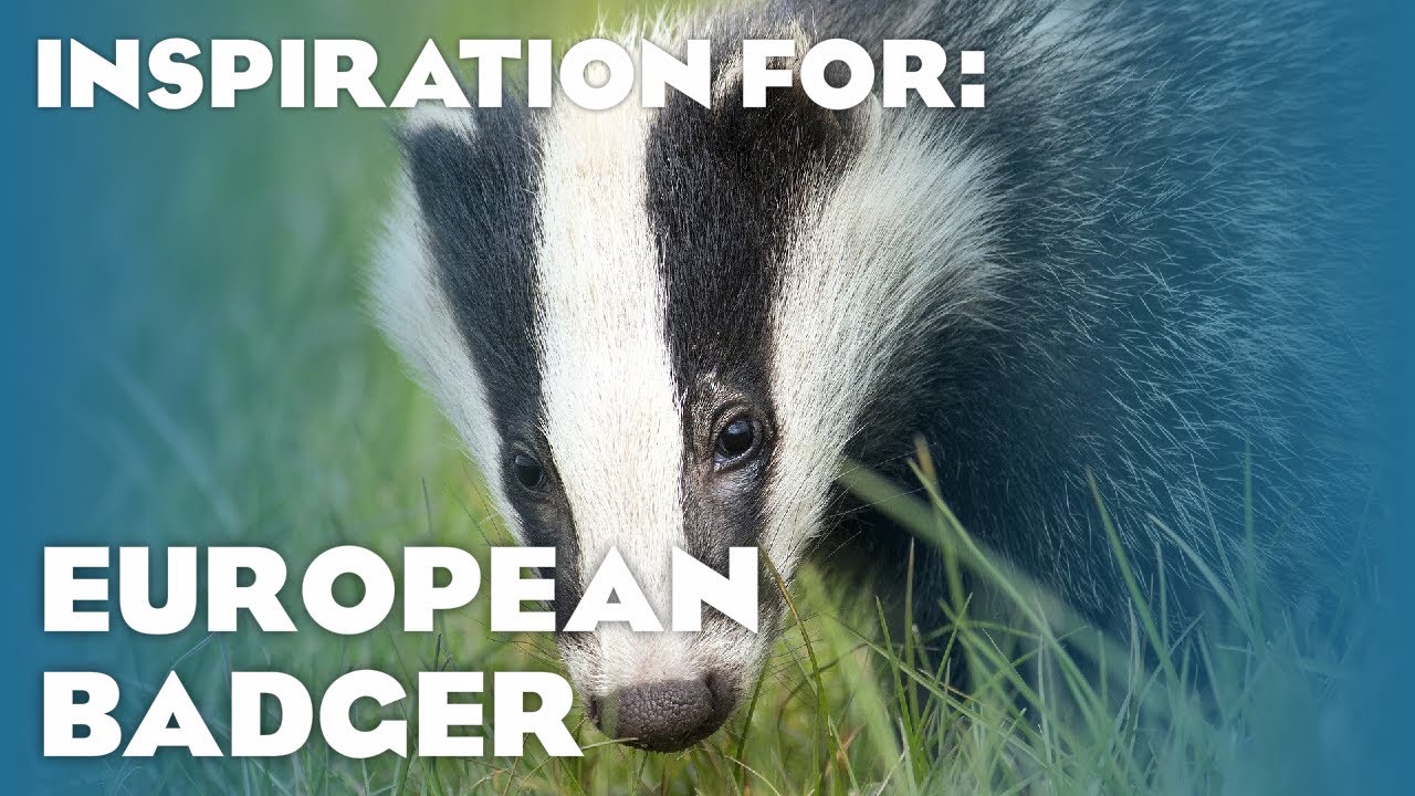 8 Real European Badger Habitats! (Planet Zoo Inspiration)