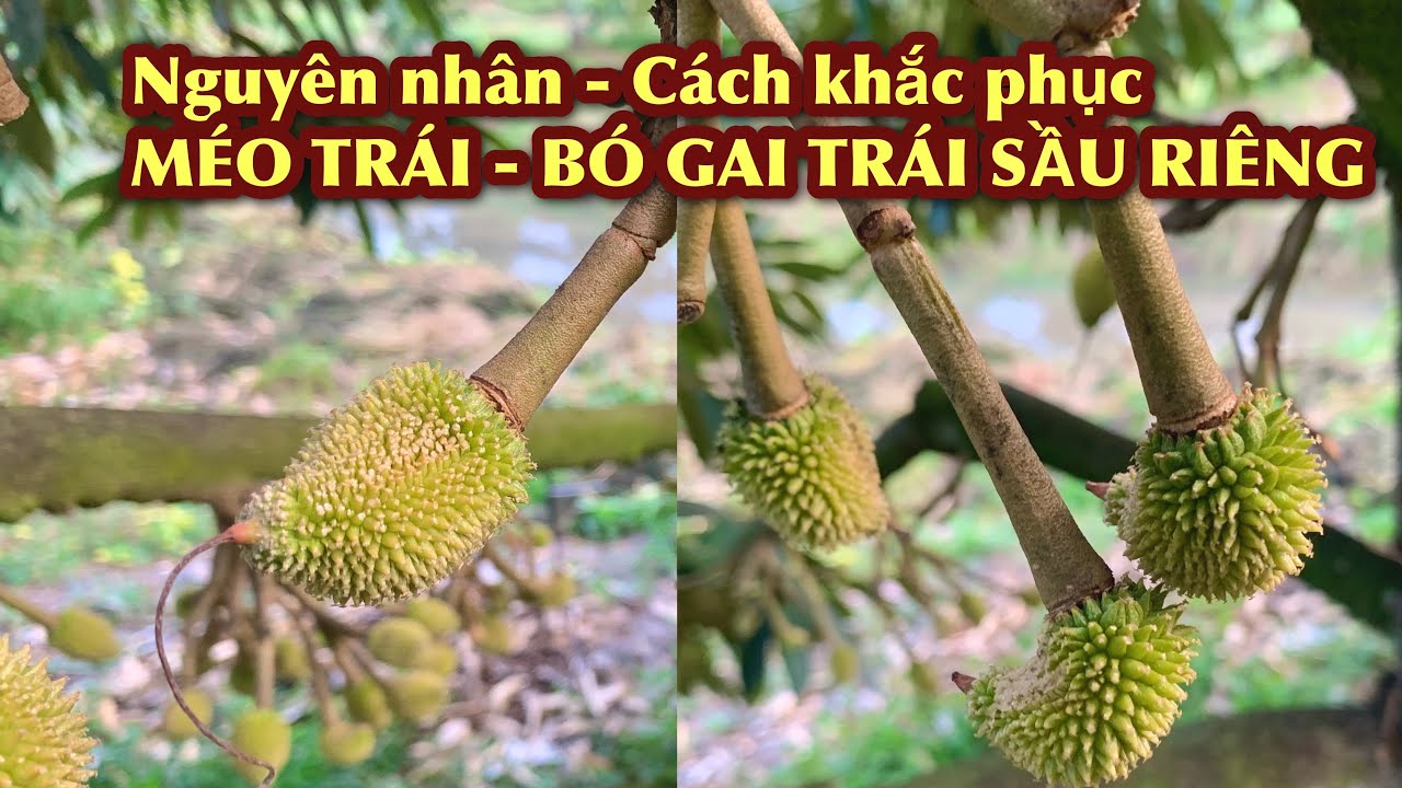 Nguyên nhân và giải pháp khắc phục tình trạng trái sầu riêng non bị méo, bó gai.