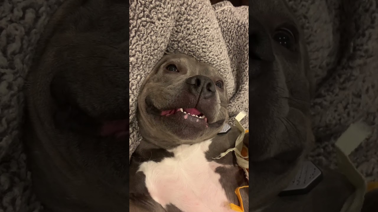 Funny pitbull 