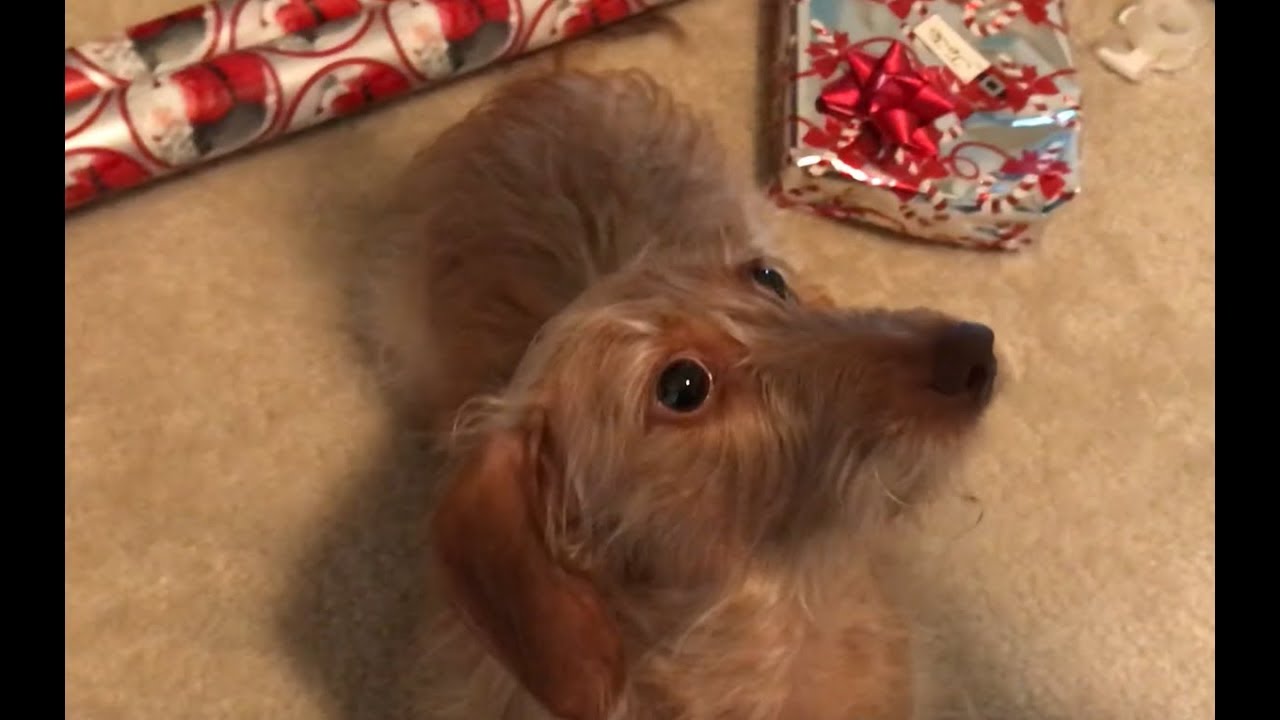 Dachshund Growling over Cookies
