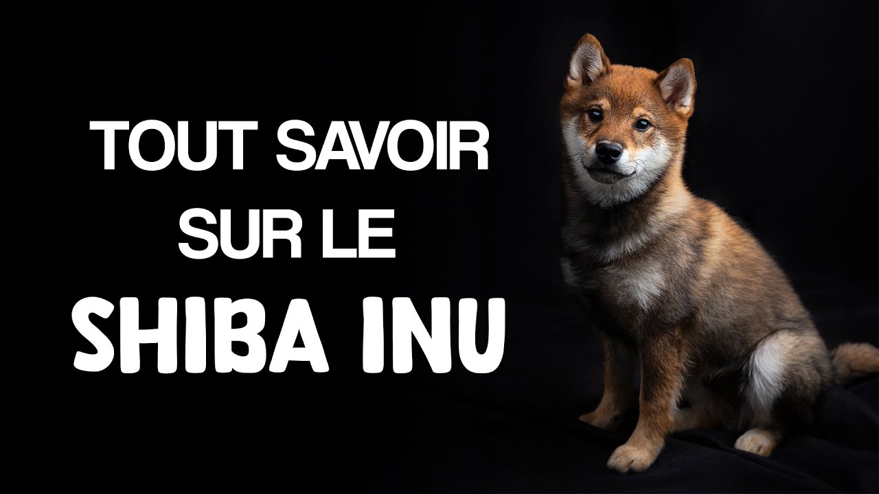 TOUT SAVOIR SUR LE SHIBA INU