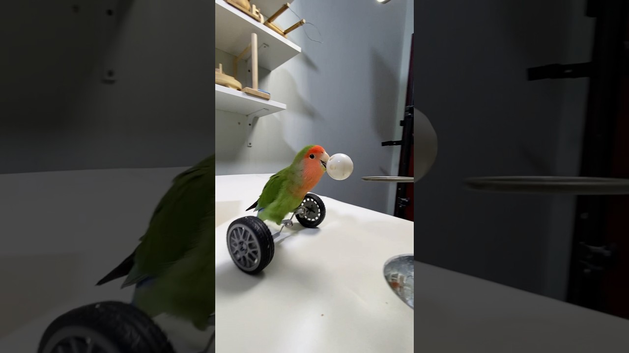 Bird Training:smart lovebird parrot l smart little cute parrot  #training#smartparrot#cute