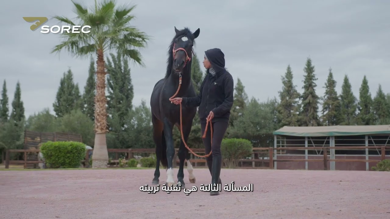 استخدامات الخيول البربرية والعربية-البربرية: ارينا پولو