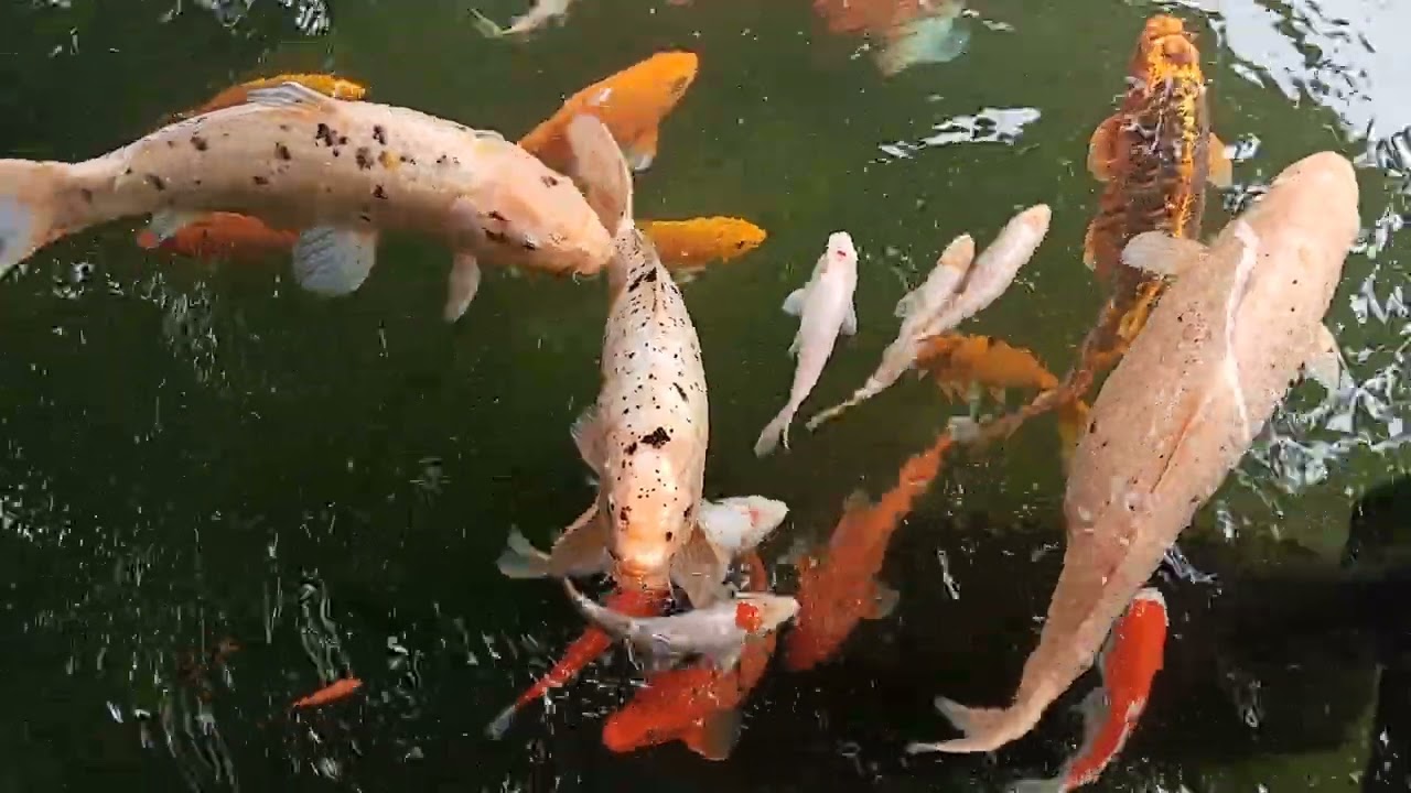 Kolam ikan Sendang lawu karanganyar 14 Februari 2026