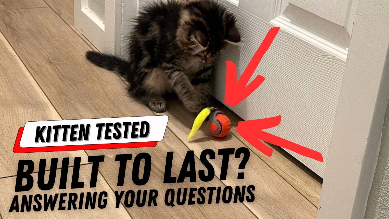 Amazon Finds - Indoor Cat Toy Review - Automatic Rolling Ball Cat Toy - Product Review