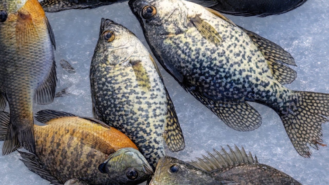 Fun Fishing #minnesotafishing #fishing #icefishing #wintersport 