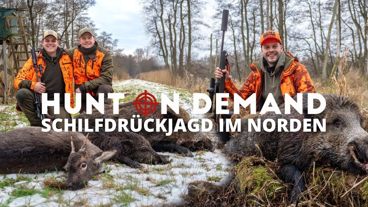 Spannende Schilfdrückjagd im Norden 🐗 🦌 mit @Feld und Jagd und @jagenNRW ® Rouven Kreienmeier