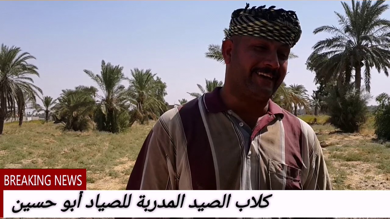 #كلاب الصيد المدربة للصياد أبو حسين