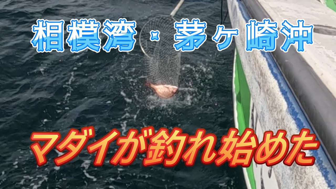 マダイが釣れ始めた