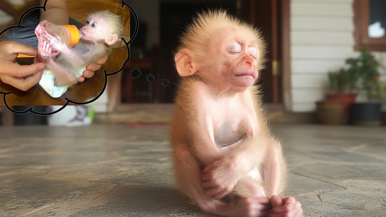 Cute baby monkey Bon becomes much smarter and more obedient