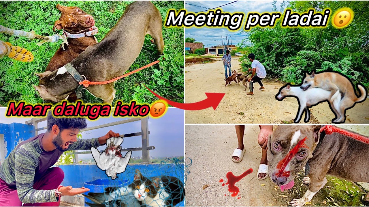Ghr k kabutar Maar Gayi Billi 🥺|| Pitbull Meeting went Wrong 😑 ( Ladai Hogyi )