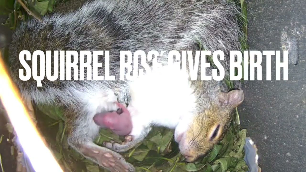 Squirrel Rose gives birth in nestbox (July 27, 2024) 🐣🥰
