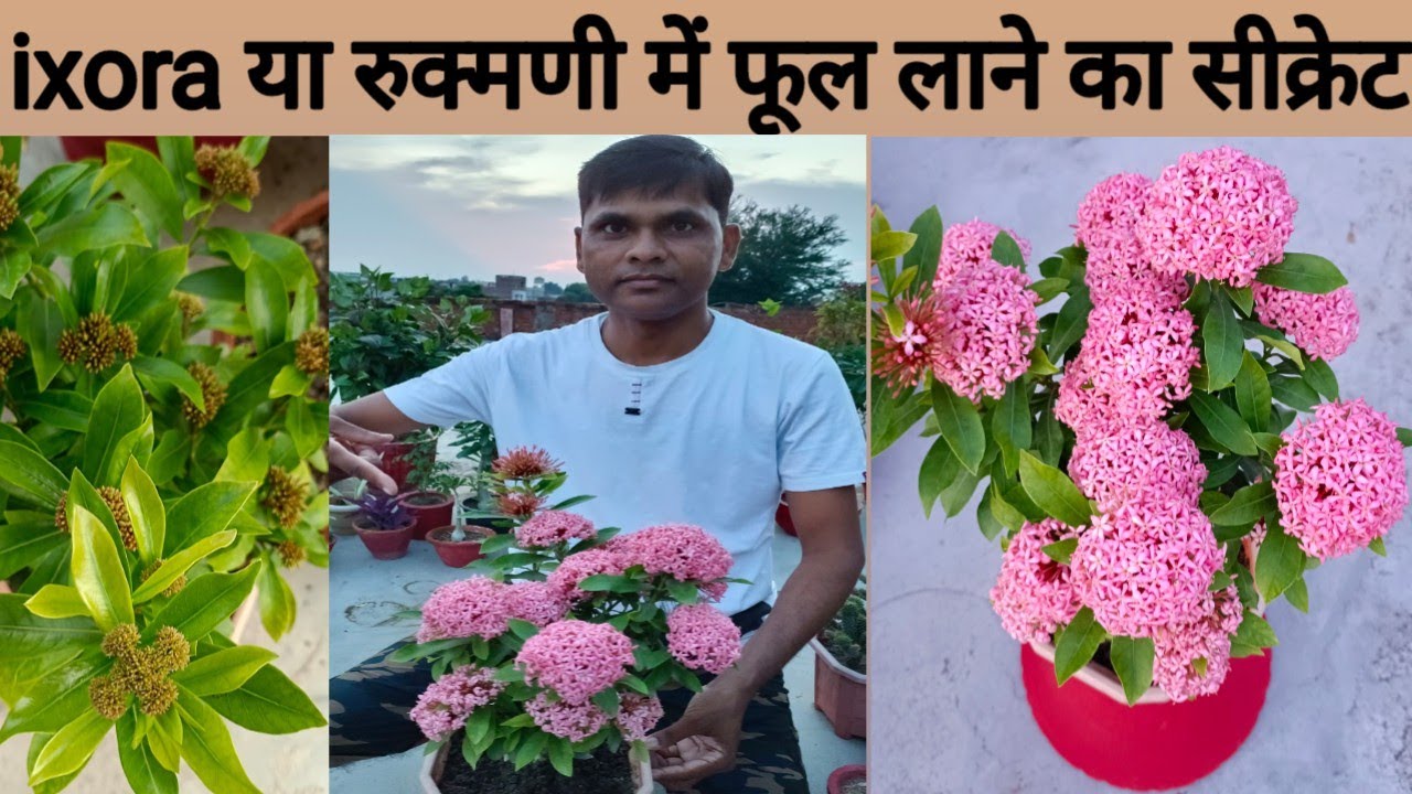 इस तरह पाएं एक्जोरा में ढेरों फूल #Secret for bumfer flowering in ixora plant#flowering tips ixora