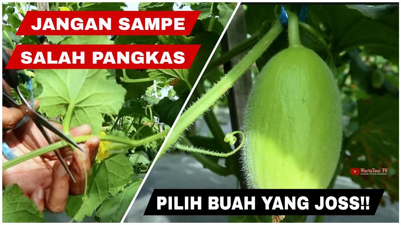 Cara pemangkasan cabang tanaman melon untuk seleksi bakal buah