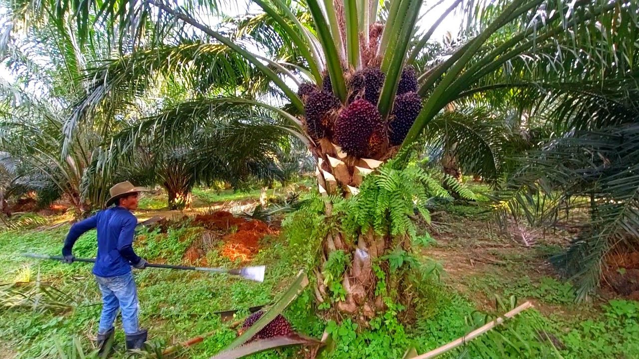 ini lah kebun sawit paling subur berbuah numpuk panen sawit jadi mudah dan cepat sawit unggul