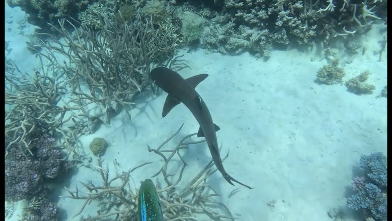 DIVE AUSTRALIA GREAT BARRIER REEF
