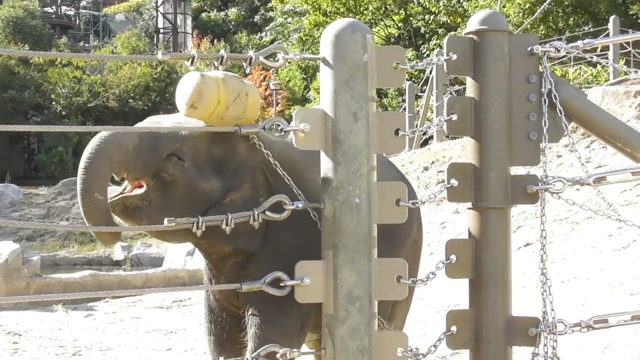 像の親子（母 22歳 ゆずは・子メス 3歳  わかば）＆ オス 14歳 あお  in 福岡市動物園 2024/12/04