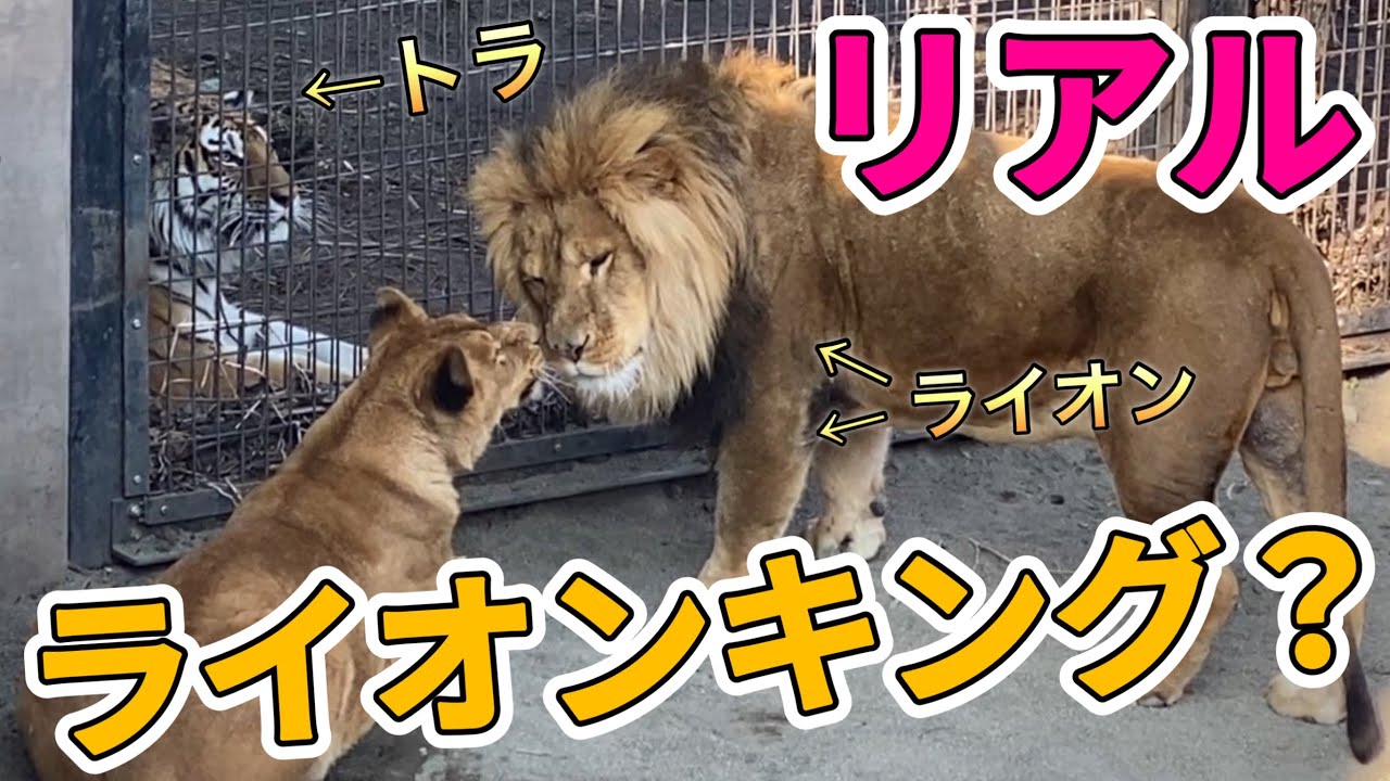 《旭山ライオン＆トラ》集まって動物会議？その姿はライオンキング？天使の寝顔イオ。姉妹のような母娘。オリトイオファミリー＆ザリアファミリーvol648