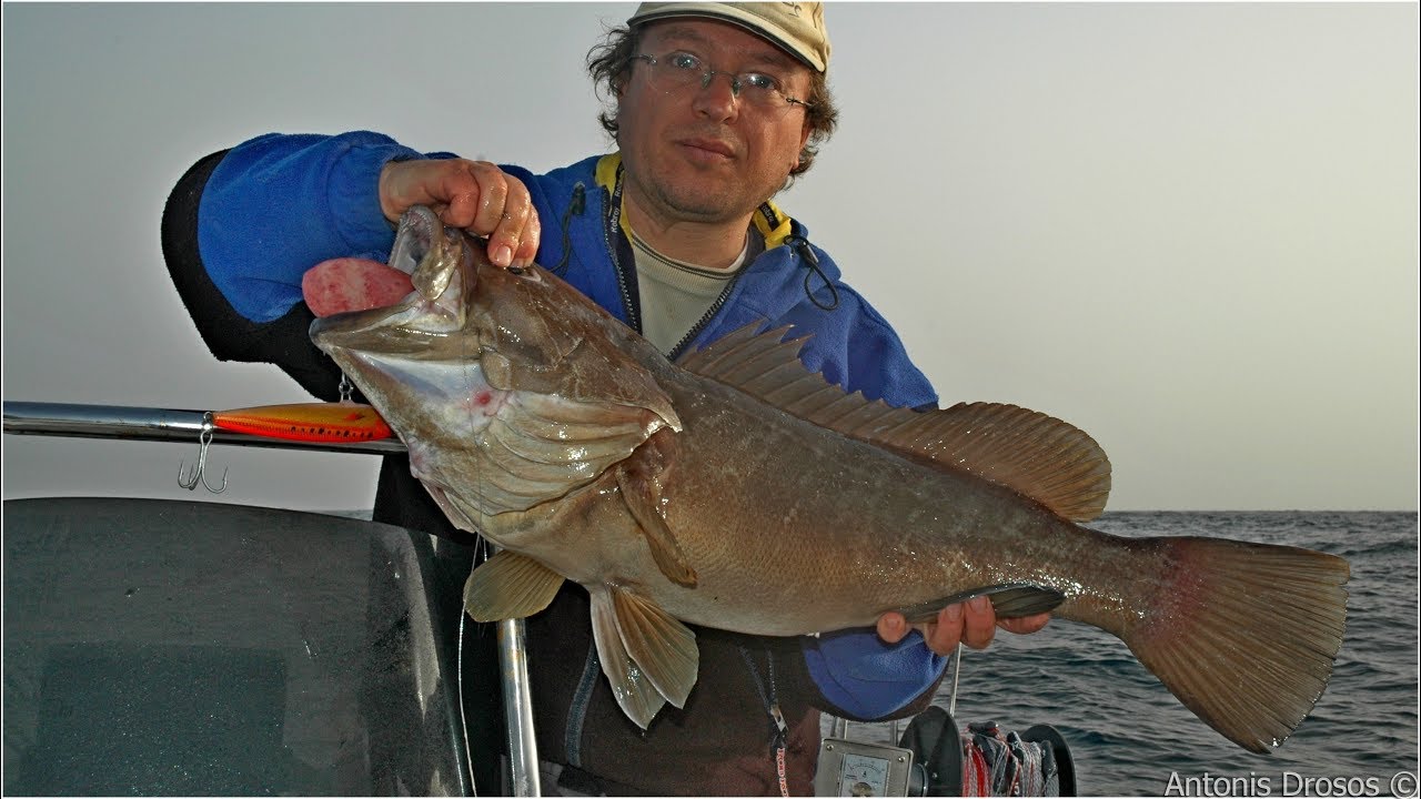White grouper in deep sea trolling- Σφυρίδα με συρτή βυθού