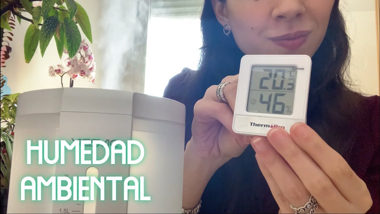 Cómo dar más humedad a nuestras plantas: hablamos humidificadores y otros métodos